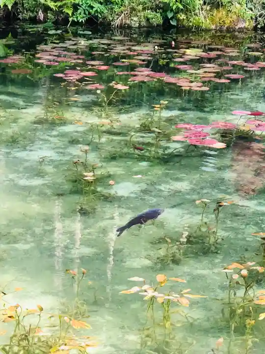 根道神社の動物