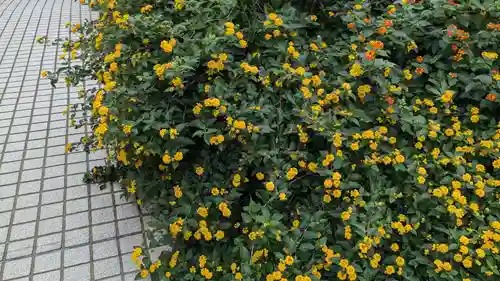 最福寺別院江の島大師の自然