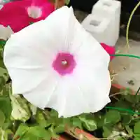 豊景神社の自然