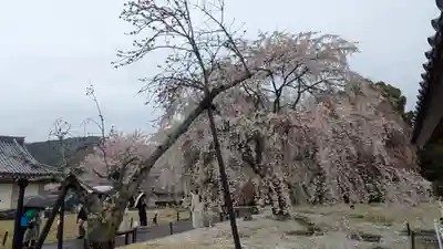 醍醐寺(京都府)