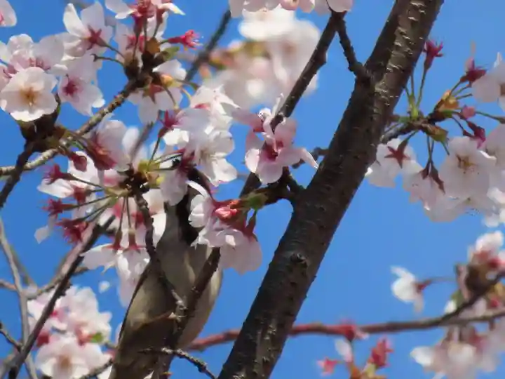 三輪神社の動物