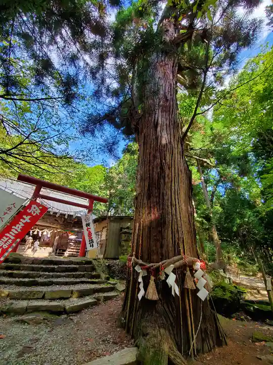 磐椅神社の自然