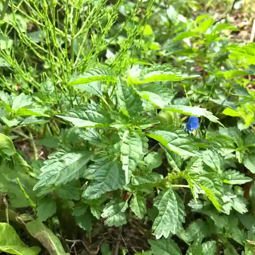高司神社〜むすびの神の鎮まる社〜の自然