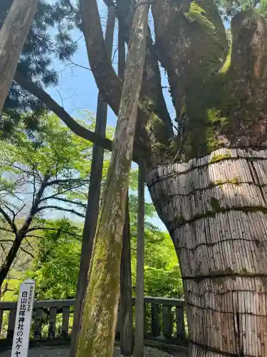 白山比咩神社(石川県)