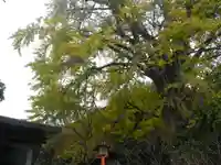 荏柄天神社の自然