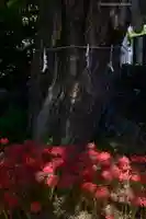 磐井神社(東京都)