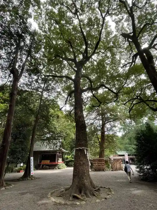 大宮八幡宮の自然