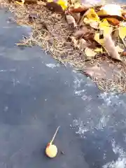 樺山神社の自然