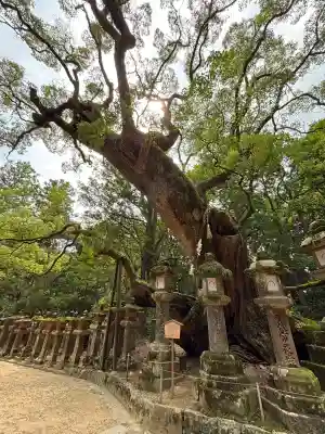 春日大社 若宮（春日若宮）(奈良県)