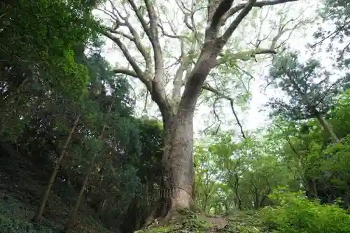 桜井大神宮の自然