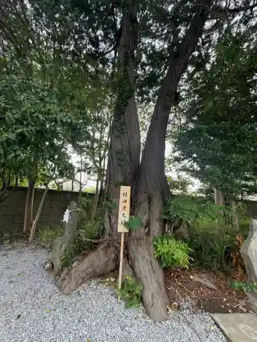 星宮神社の{uncategorized: "未分類", other: "その他", undefined: "問題あり", building: "その他建物", grave: "お墓", sacred_gate: "鳥居", guardian: "狛犬", statue: "像", buddha: "仏像", history: "歴史", nature: "自然", garden: "庭園", animal: "動物", pagoda: "塔", temizu: "手水舎", mountain_gate: "山門・神門", sanctuary: "本殿・本堂", subordinate: "末社・摂社", art: "芸術", scenery: "景色", jizo: "地蔵", ema: "絵馬", goshuin: "御朱印", omikuji: "おみくじ", items: "授与品その他", amulet: "お守り", goshuincho: "御朱印帳", eats: "食事", festival: "お祭り", votive_dance: "神楽", shichigosan: "七五三参", wedding: "結婚式", experience: "体験その他", initially: "初詣", around: "周辺", anti_infection: "感染症対策"}