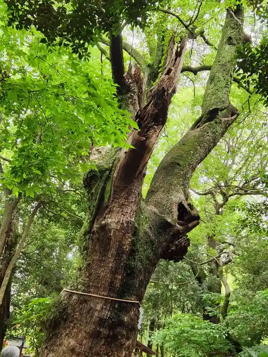 生田神社の自然