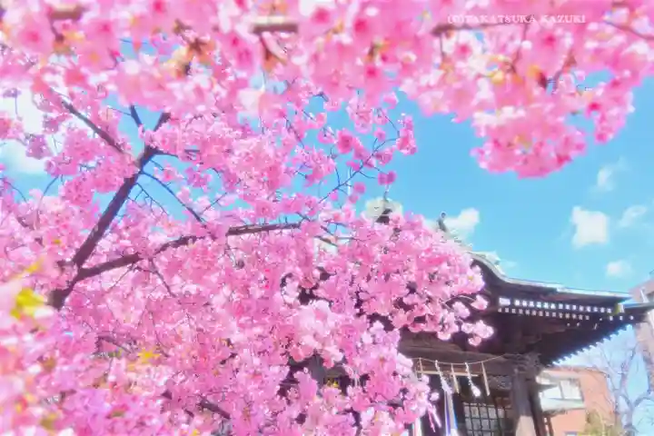 桜神宮(東京都)