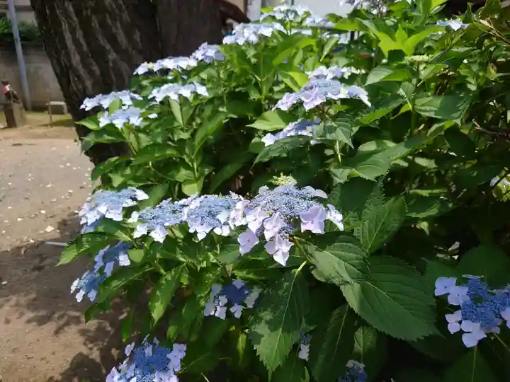 千住神社の自然
