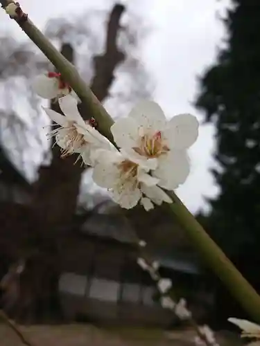 賀羅加波神社の自然