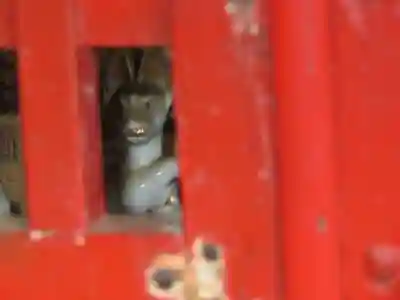 指月殿のその他建物