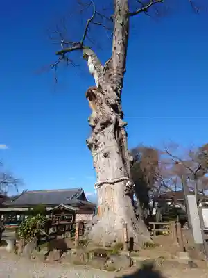 廣瀬神社(埼玉県)