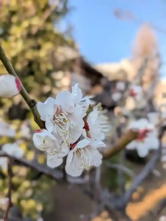 瑞円寺(東京都)