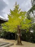 須賀神社の自然