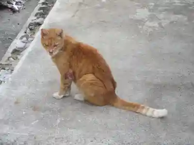 常清寺(神奈川県)