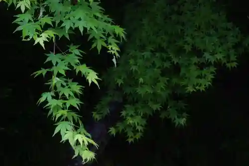 国宝 大法寺の自然