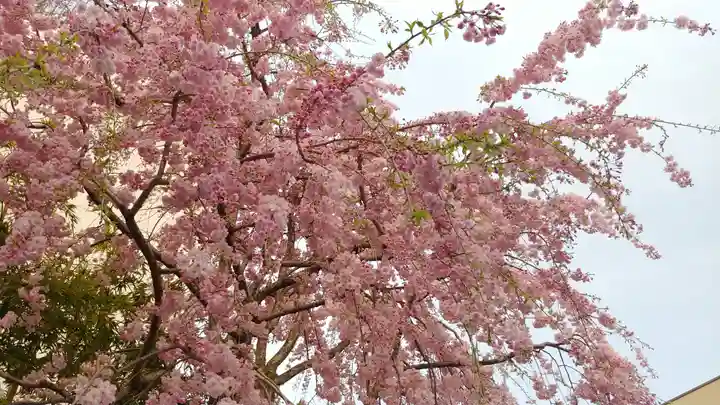 石像寺(釘抜地蔵)の自然