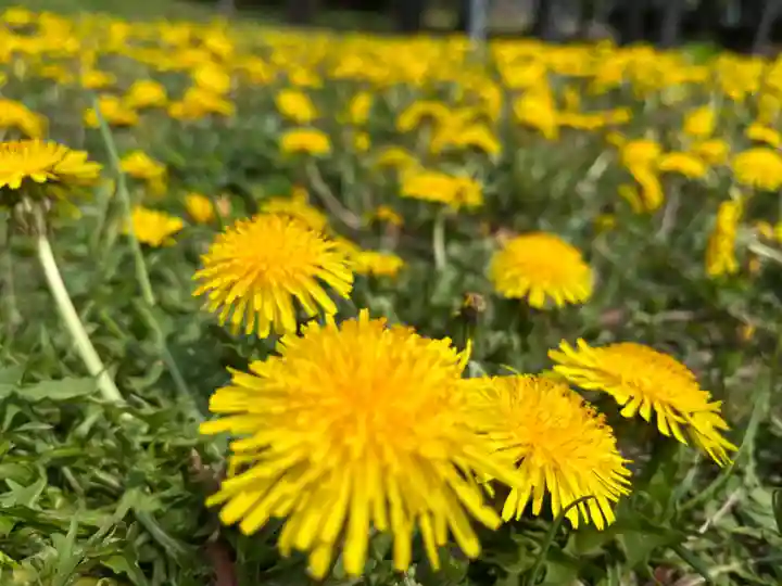 当別神社(北海道)