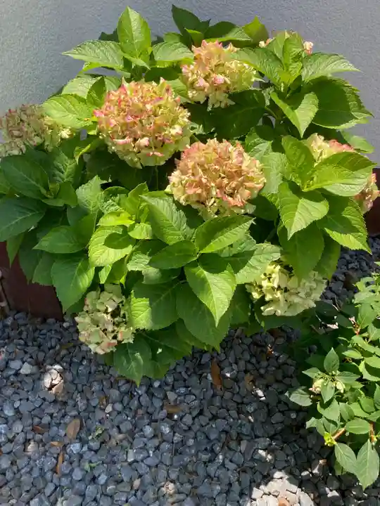 薬王寺(神奈川県)