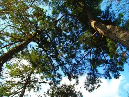 登戸稲荷神社の自然