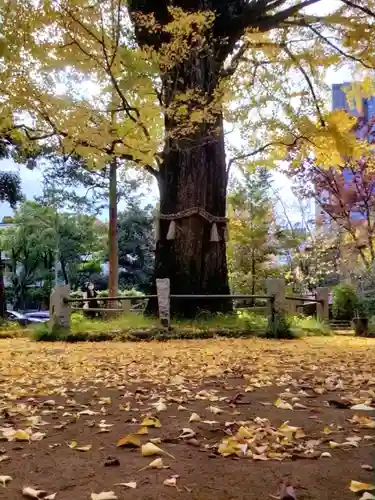 赤坂氷川神社の御朱印