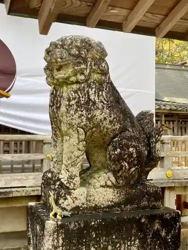 闘鶏神社の狛犬