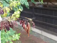 岩岡神社の動物