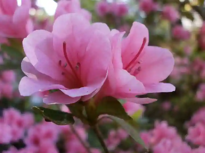 宝満宮竈門神社の自然