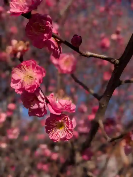 成願寺(東京都)