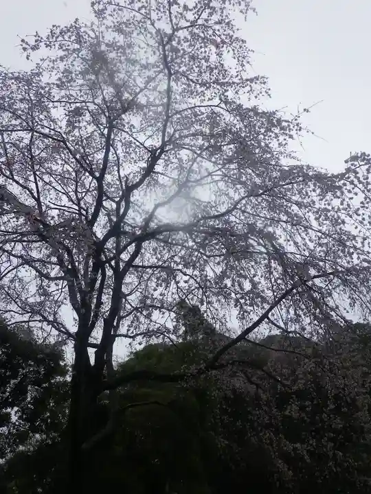 安國論寺(安国論寺)の自然