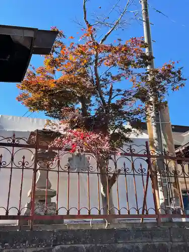 武蔵第六天神社の自然