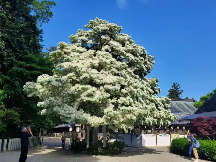 沙沙貴神社の自然