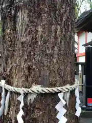 田無神社の自然