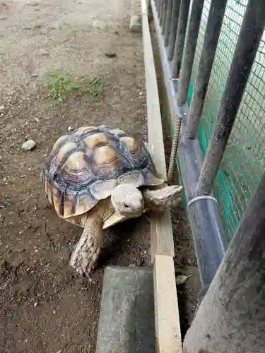 越谷香取神社の動物