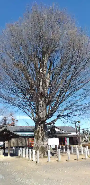 小泉神社の自然