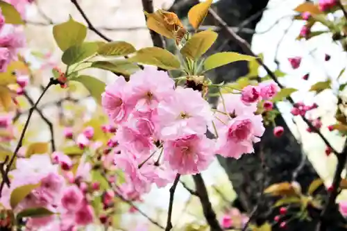 くまくま神社(導きの社 熊野町熊野神社)の自然