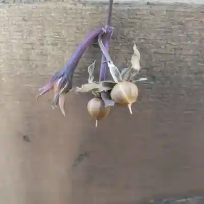 七重浜海津見神社(北海道)