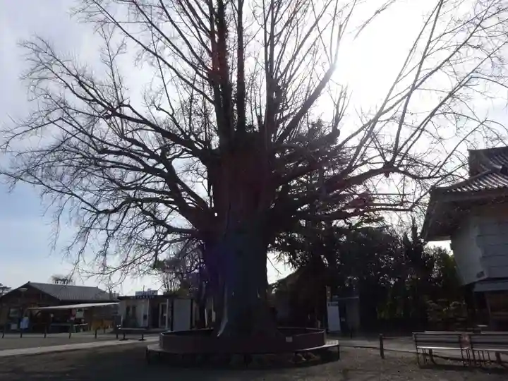 時宗総本山 遊行寺(正式:清浄光寺)の自然