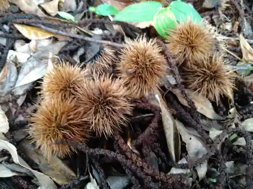 櫛田神社の自然