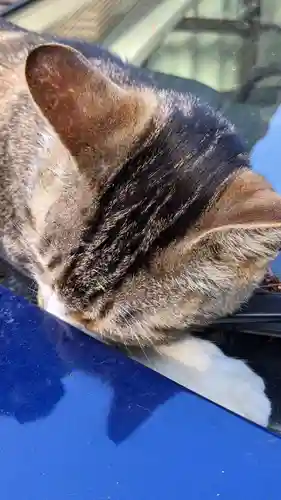 玉野御嶽神社の動物