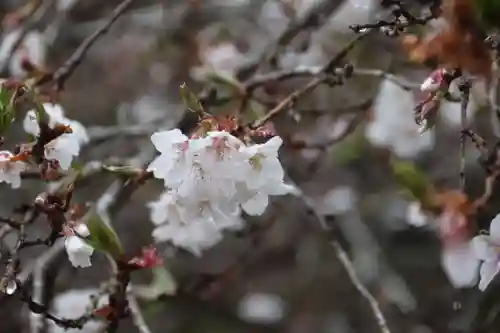 鹿島大神宮の自然
