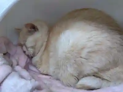 御誕生寺（猫寺）(福井県)