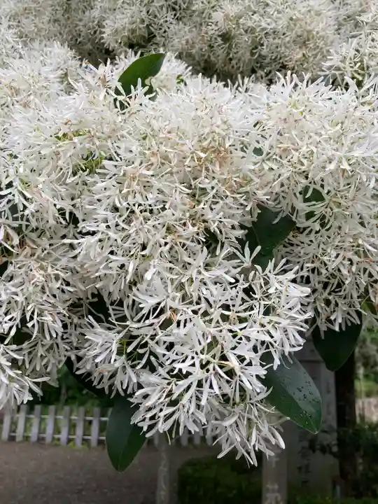 沙沙貴神社(滋賀県)