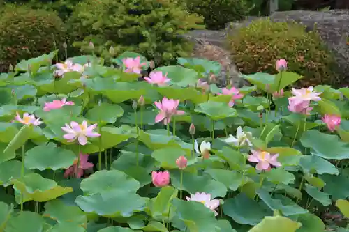 龍興寺（浮見観音）の自然