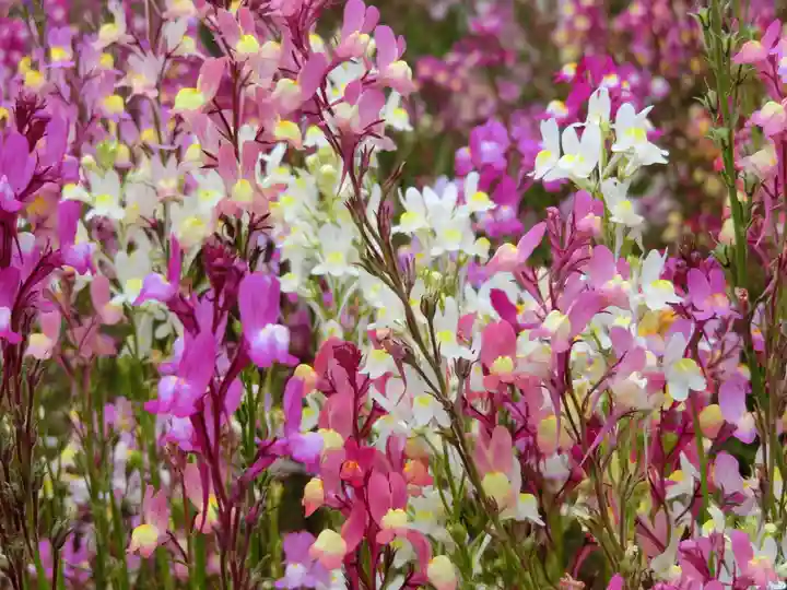 東本願寺本廟 牛久浄苑(牛久大仏)の自然